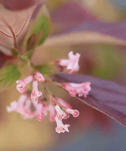 Sweet Talker Viburnum Live Plant - Fragrant Shrub 4