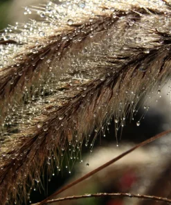 Sweet Vernal Grass Seeds - 150 Count - Anthoxanthum Odoratum - Fragrant Ornamental Grass - Image 10