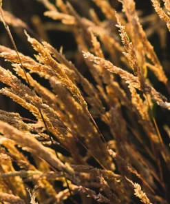 Sweet Vernal Grass Seeds - 150 Count - Anthoxanthum Odoratum - Fragrant Ornamental Grass - Image 11