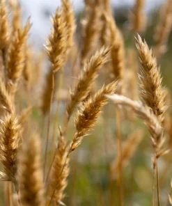 Sweet Vernal Grass Seeds - 150 Count - Anthoxanthum Odoratum - Fragrant Ornamental Grass - Image 2