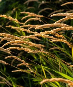 Sweet Vernal Grass Seeds - 150 Count - Anthoxanthum Odoratum - Fragrant Ornamental Grass - Image 3
