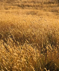 Sweet Vernal Grass Seeds - 150 Count - Anthoxanthum Odoratum - Fragrant Ornamental Grass - Image 4