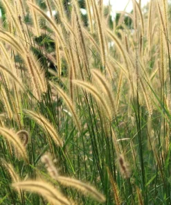 Sweet Vernal Grass Seeds - 150 Count - Anthoxanthum Odoratum - Fragrant Ornamental Grass - Image 6