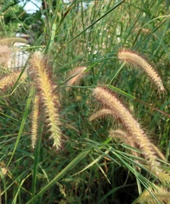 Sweet Vernal Grass Seeds - 150 Count - Anthoxanthum Odoratum - Fragrant Ornamental Grass - Image 7