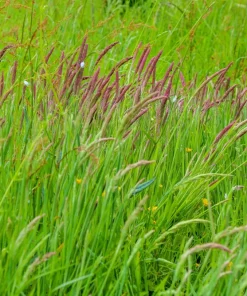 Sweet Vernal Grass Seeds - 150 Count - Anthoxanthum Odoratum - Fragrant Ornamental Grass - Image 8