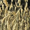 Sweet Vernal Grass Seeds - 150 Count - Anthoxanthum Odoratum - Fragrant Ornamental Grass - Image 1