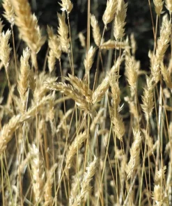 Sweet Vernal Grass Seeds - 150 Count - Anthoxanthum Odoratum - Fragrant Ornamental Grass - Image 1