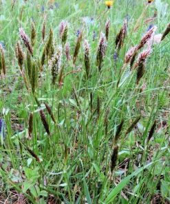 Sweet Vernal Grass Seeds - 150 Count - Anthoxanthum Odoratum - Fragrant Ornamental Grass - Image 9