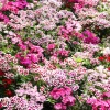 Sweet William Dianthus Barbatus Seeds - 500 Mixed Colors Flower Seeds - Image 1