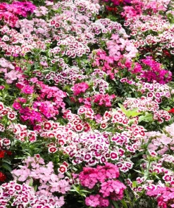 Sweet William Dianthus Barbatus Seeds - 500 Mixed Colors Flower Seeds - Image 1