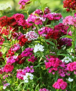 Sweet William Dianthus Barbatus Seeds - 500 Mixed Colors Flower Seeds - Image 2
