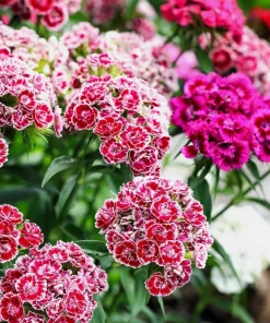 Sweet William Dianthus Barbatus Seeds - 500 Mixed Colors Flower Seeds - Image 3