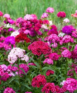 Sweet William Dianthus Barbatus Seeds - 500 Mixed Colors Flower Seeds - Image 4