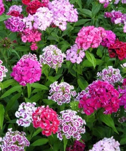 Sweet William Dianthus Barbatus Seeds - 500 Mixed Colors Flower Seeds - Image 5