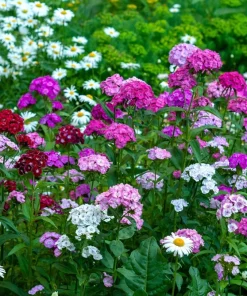 Sweet William Dianthus Barbatus Seeds - 500 Mixed Colors Flower Seeds - Image 6
