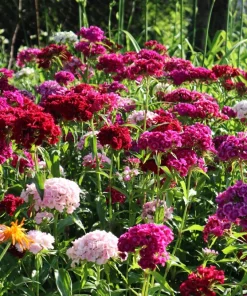 Sweet William Dianthus Barbatus Seeds - 500 Mixed Colors Flower Seeds - Image 7