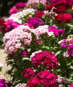 Sweet William Dianthus Barbatus Seeds - 500 Mixed Colors Flower Seeds - Image 8