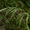 Sweet Woodreed Live Plant – Plug-Grown Seedlings (4-Pack) – Native Grasses for Landscaping - Image 1