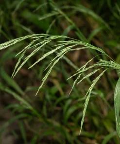 Sweet Woodreed Live Plant – Plug-Grown Seedlings (4-Pack) – Native Grasses for Landscaping - Image 1
