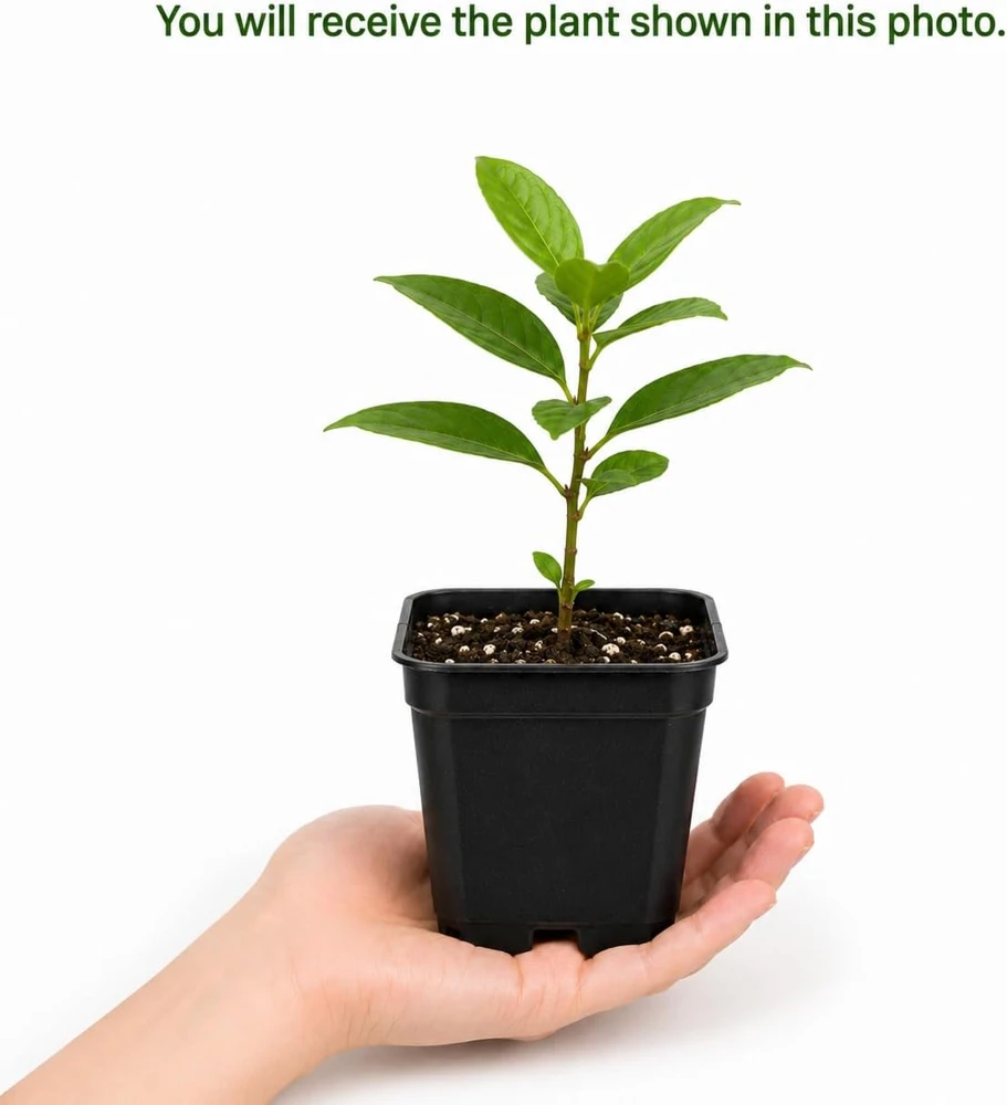 Sweetbay Magnolia Live Plant – Fragrant White Flowers – 6-12 Inch Tall – Quart Pot - Image 2