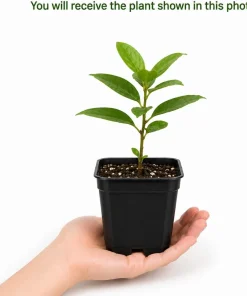Sweetbay Magnolia Live Plant – Fragrant White Flowers – 6-12 Inch Tall – Quart Pot – Outdoor Tree - Image 2
