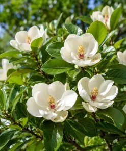 Sweetbay Magnolia Live Plant – Fragrant White Flowers – 6-12 Inch Tall – Quart Pot - Image 6