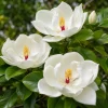 Sweetbay Magnolia Live Plant – Fragrant White Flowers – 6-12 Inch Tall – Quart Pot – Outdoor Tree - Image 1