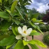 Sweetbay Magnolia Live Tree - 8-12in Tall Potted Plant, Magnolia virginiana - Image 1