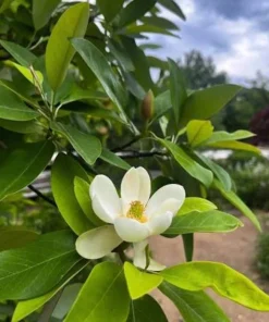 Sweetbay Magnolia Live Tree - 8-12in Tall Potted Plant, Magnolia virginiana - Image 1
