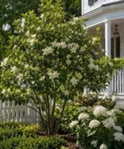 Sweetbay Magnolia Live Tree - 8-12in Tall Potted Plant, Magnolia virginiana - Image 2