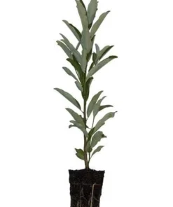 Sweetbay Magnolia Live Tree - 8-12in Tall Potted Plant, Magnolia virginiana - Image 3