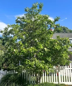 Sweetbay Magnolia Live Tree - 8-12in Tall Potted Plant, Magnolia virginiana - Image 4