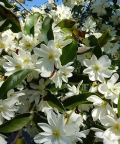 Sweetbay Magnolia Live Tree - 8-12in Tall Potted Plant, Magnolia virginiana - Image 5