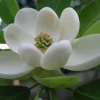 Sweetbay Magnolia Live Tree – Fragrant White Blooms – Quart Pot – 10-18" Tall – Outdoor Plant - Image 1