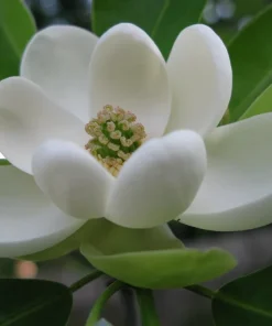 Sweetbay Magnolia Live Tree – Fragrant White Blooms – Quart Pot – 10-18