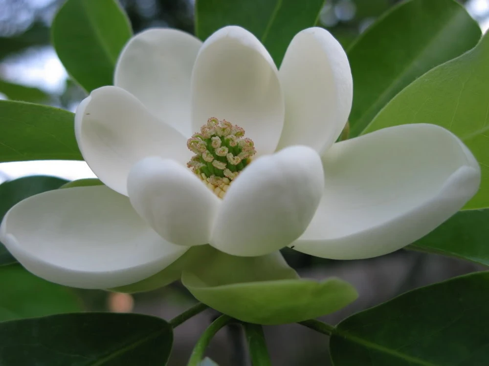 Sweetbay Magnolia Live Tree – Fragrant White Blooms – Quart Pot – 10-18" Tall – Outdoor Plant - Image 1