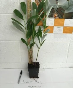Sweetbay Magnolia Live Tree – Fragrant White Blooms – Quart Pot – 10-18