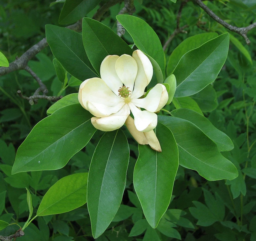 Sweetbay Magnolia Live Tree – Fragrant White Blooms – Quart Pot – 10-18" Tall – Outdoor Plant - Image 3