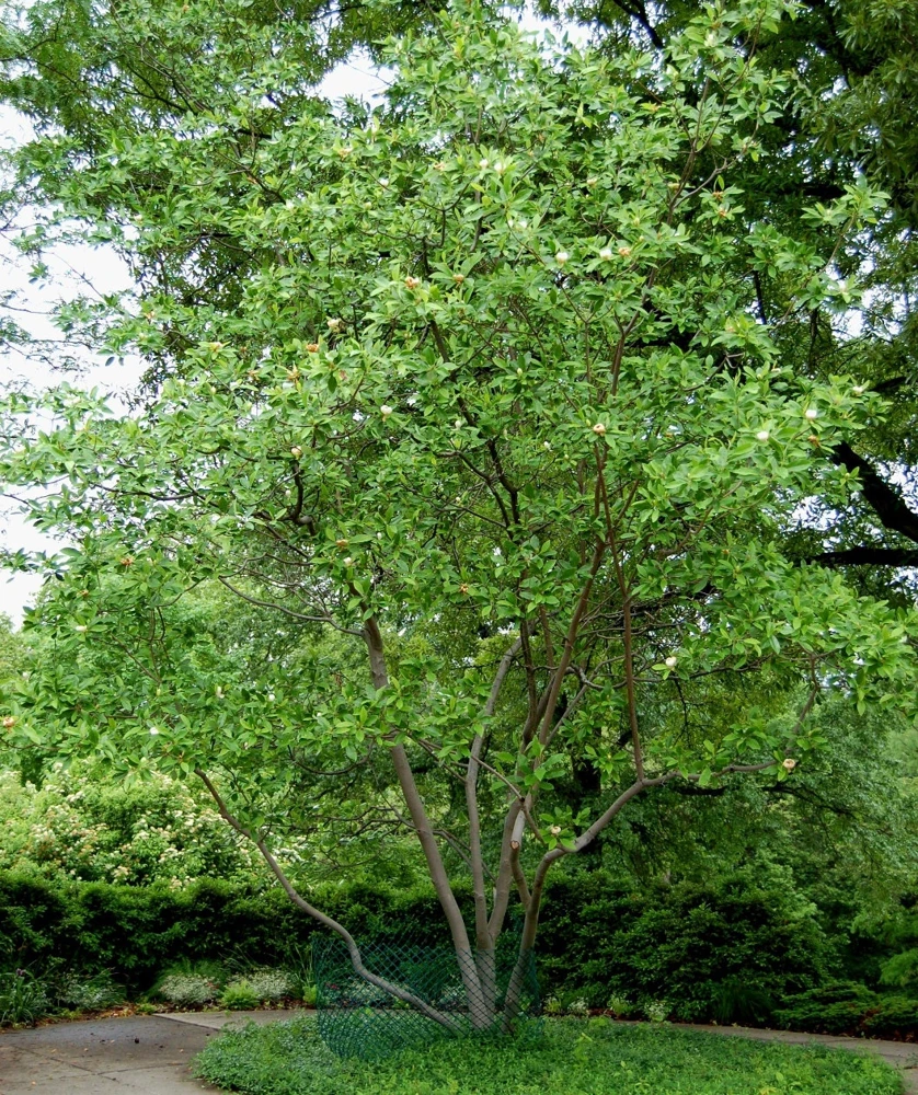 Sweetbay Magnolia Live Tree – Fragrant White Blooms – Quart Pot – 10-18" Tall – Outdoor Plant - Image 4