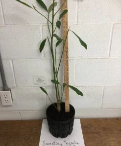 Sweetbay Magnolia Tree Live Plant – Fragrant White Blooms – 1 Gallon Pot - Image 3