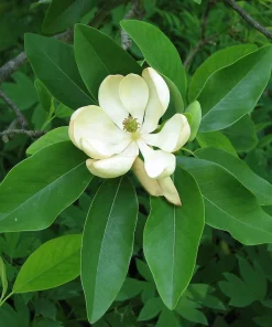 Sweetbay Magnolia Tree Live Plant – Fragrant White Blooms – 1 Gallon Pot - Image 4