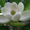 Sweetbay Magnolia Tree Live Plant – Fragrant White Blooms – 1 Gallon Pot - Image 1