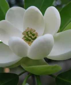 Sweetbay Magnolia Tree Live Plant – Fragrant White Blooms – 1 Gallon Pot - Image 1