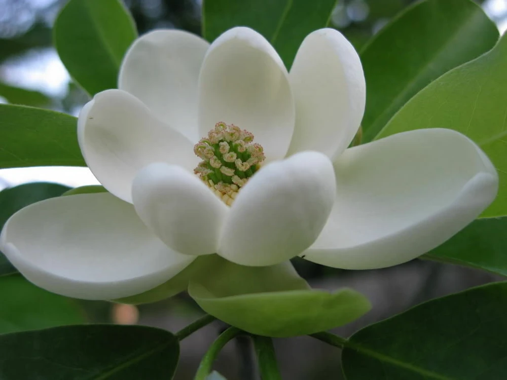 Sweetbay Magnolia Tree Live Plant – Fragrant White Blooms – 1 Gallon Pot - Image 1