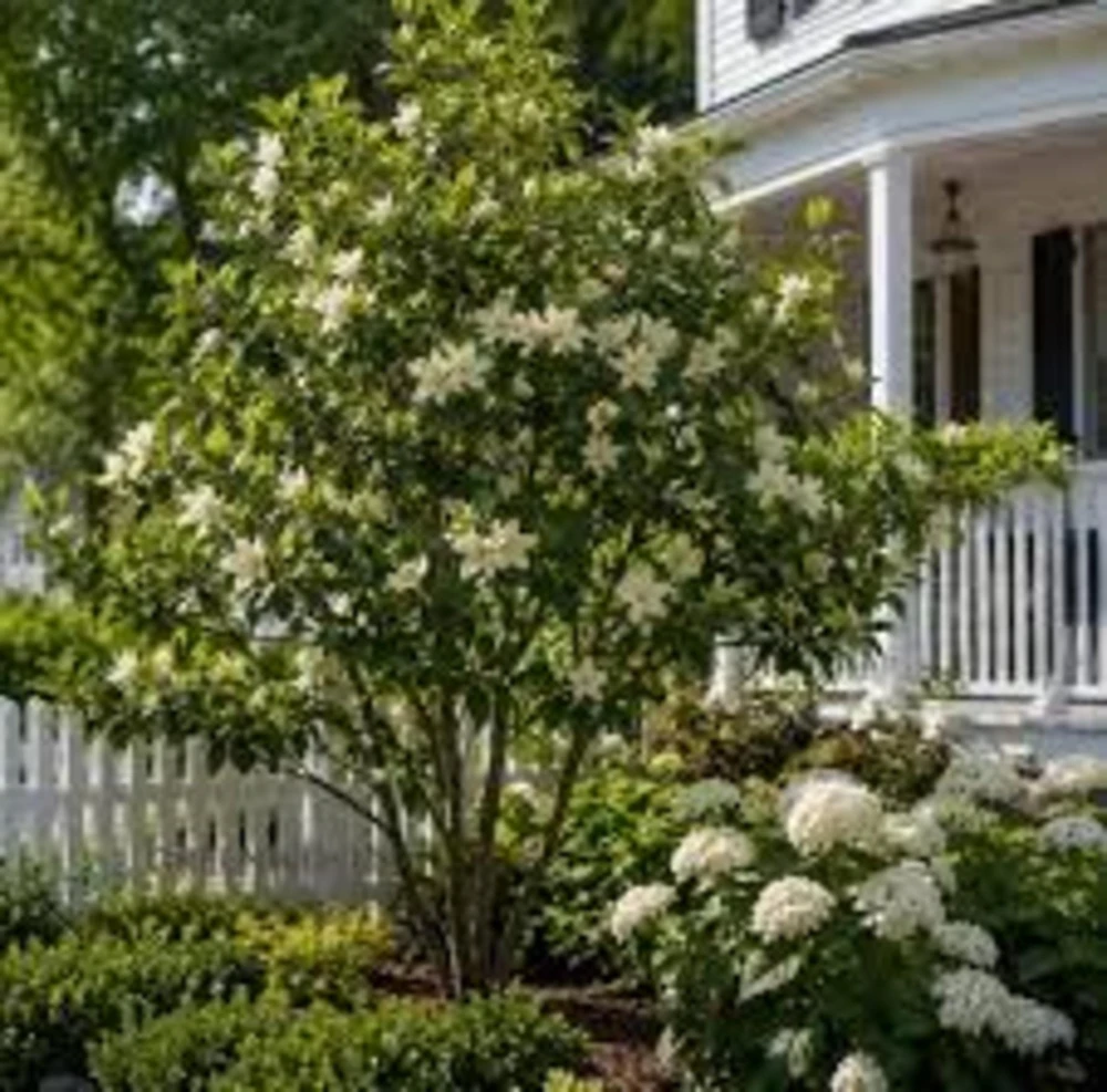 Sweetbay Magnolia Tree - Live Potted Plant - Magnolia virginiana - 8-12in Tall - Outdoor - Image 2