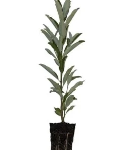 Sweetbay Magnolia Tree - Live Potted Plant - Magnolia virginiana - 8-12in Tall - Outdoor - Image 3