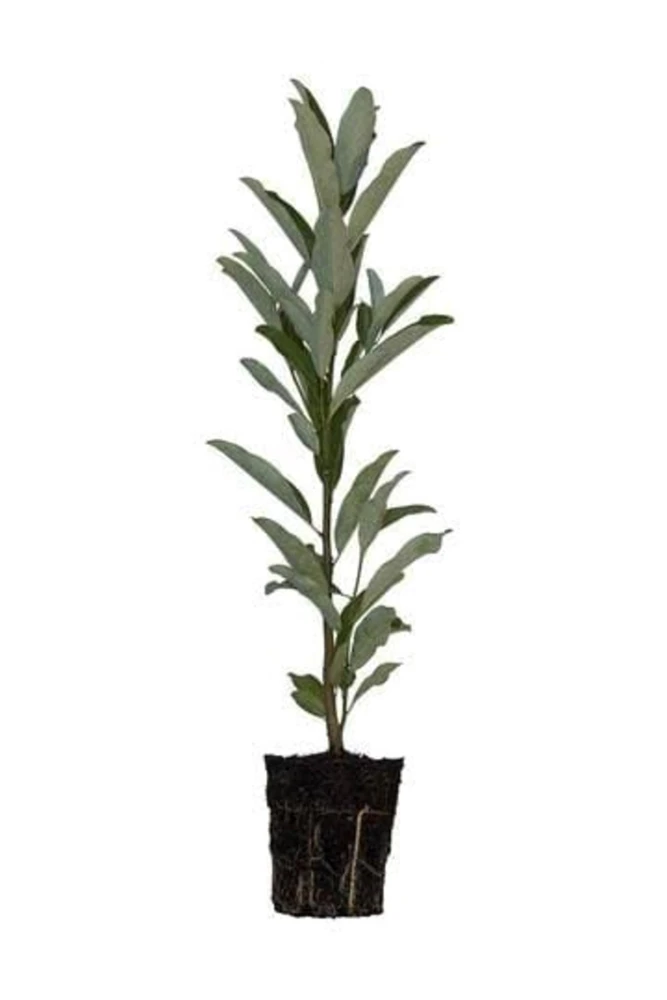 Sweetbay Magnolia Tree - Live Potted Plant - Magnolia virginiana - 8-12in Tall - Outdoor - Image 3