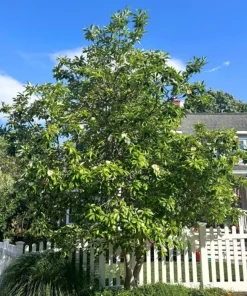 Sweetbay Magnolia Tree - Live Potted Plant - Magnolia virginiana - 8-12in Tall - Outdoor - Image 4