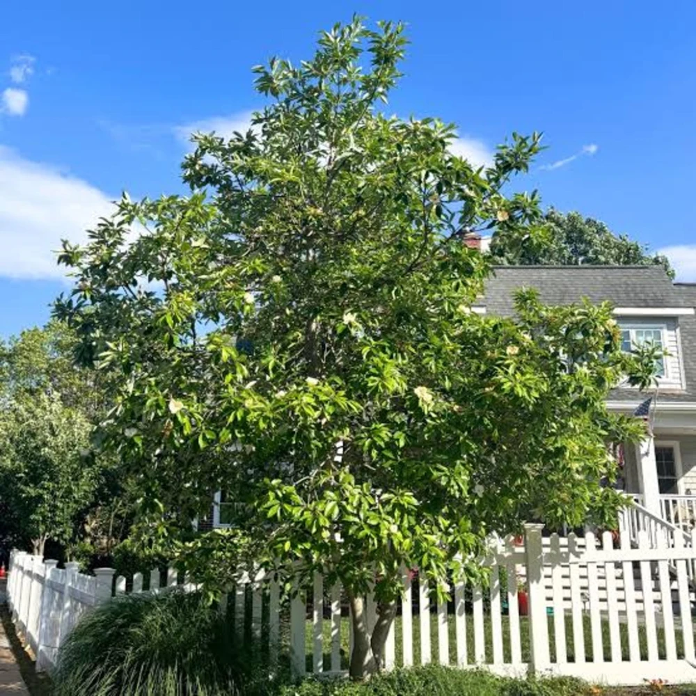 Sweetbay Magnolia Tree - Live Potted Plant - Magnolia virginiana - 8-12in Tall - Outdoor - Image 4