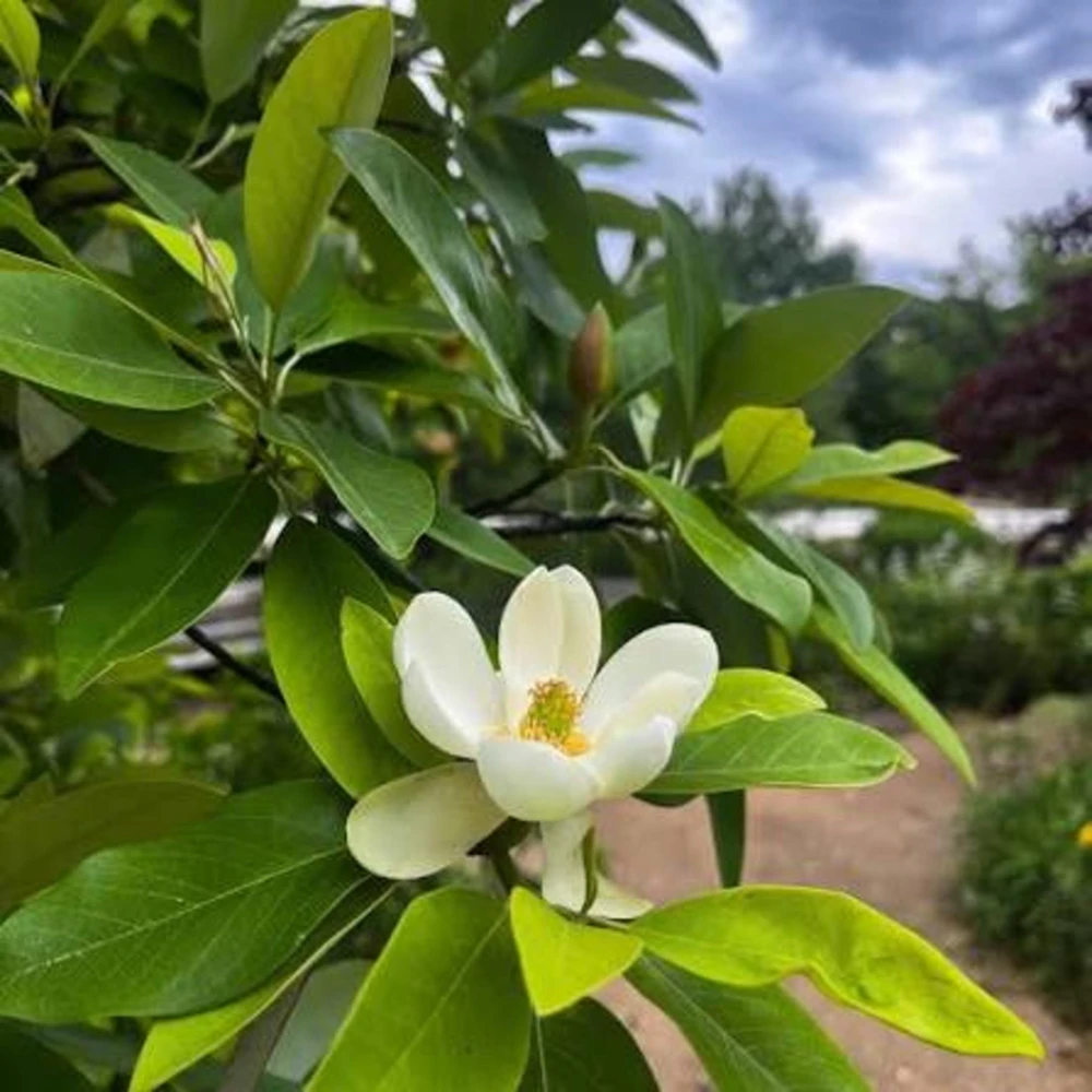Sweetbay Magnolia Tree - Live Potted Plant - Magnolia virginiana - 8-12in Tall - Outdoor - Image 1